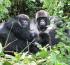 Africa tours to consider for this 2022 summer and every season beyond gorilla trekking