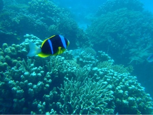 Exploring Tanzania: The Ultimate Diving Holiday Guide