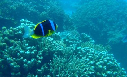 Exploring Tanzania: The Ultimate Diving Holiday Guide