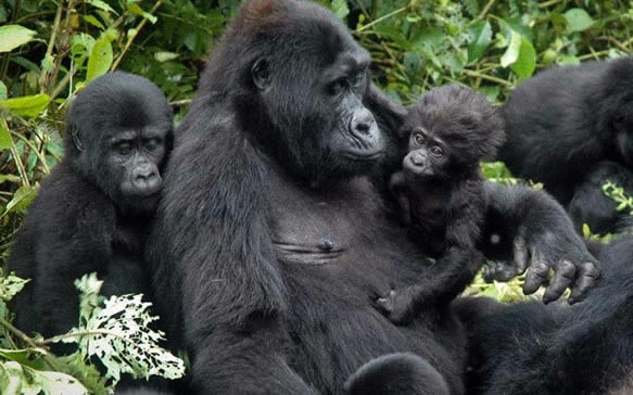 How To Go Gorilla Trekking In Bwindi Forest Uganda On Budget Focus Breaking Travel News
