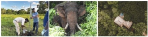 Uga Resorts Launches Second Phase of Community Elephant Coexistence Project in Sri Lanka