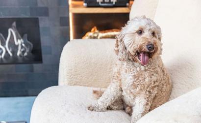 It’s a Dog’s Life—And This Vacation Is Pawfect!