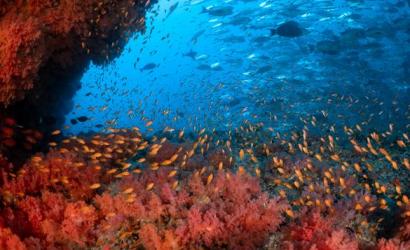 Flipping the Switch on Expensive Dive Pursuits