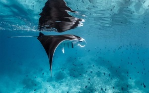 Holiday Inn Resort Kandooma Maldives Announces Return of Manta Month