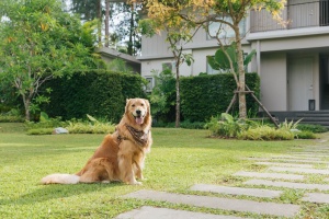 Avani Puts a “Paws” on Pet Fees as Dogs Stay Free for International Dog Day