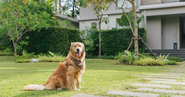 Avani Puts a “Paws” on Pet Fees as Dogs Stay Free for International Dog Day