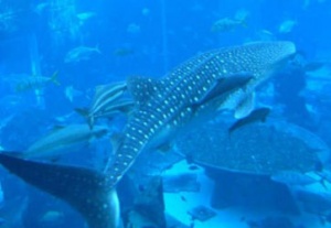 Atlantis releases whale shark into ocean