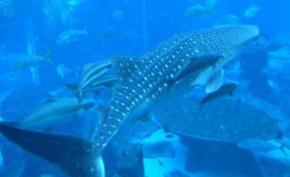 Atlantis releases whale shark into ocean