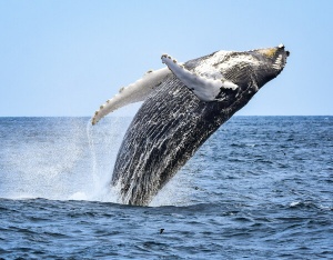 Monterey Bay Whale Watching Hotel Packages