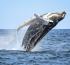 Monterey Bay Whale Watching Hotel Packages