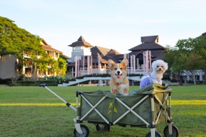 MARRIOTT BONVOY INVITES PET PARENTS AND THEIR FURRY COMPANIONS TO ENJOY PET-FRIENDLY ESCAPES