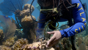 PLANS TO BUILD THE BAHAMAS’ FIRST CORAL GENE BANK