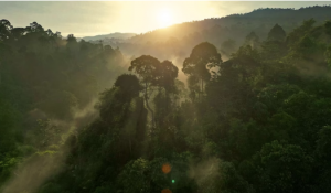 Radisson Hotel Group welcomes guests during COP28 with Net Zero Nights