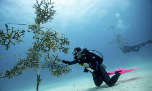 Iberostar Group honoured with World’s Leading Marine & Biodiversity Conservation Programme title