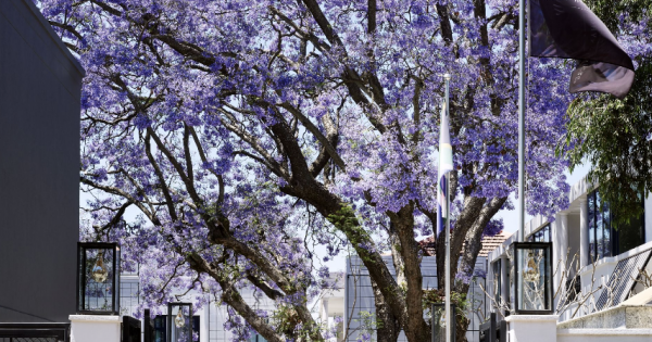 Park Hyatt Johannesburg named one of the ‘World’s Greatest Places’