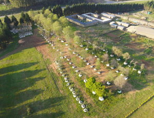 27 Trees get a New Home at Brahman Hills