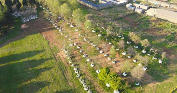 27 Trees get a New Home at Brahman Hills