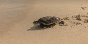 Jumeirah Marks World Sea Turtle Day