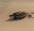Jumeirah Marks World Sea Turtle Day