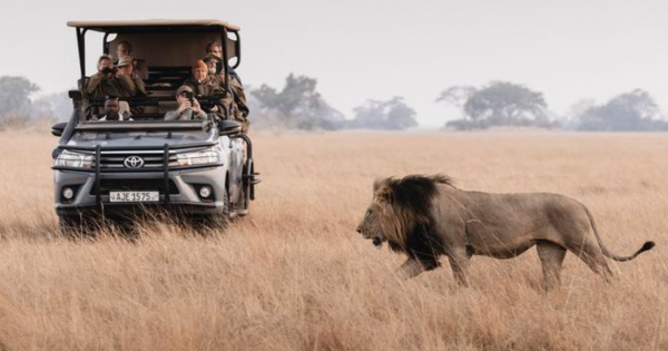 Wilderness Shumba and Busanga Bush Camp Reopen For 2026 Safari Season In Kafue