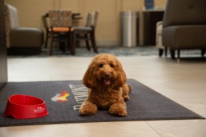 Baymont Hotels gives Pet Parents a Weekend Away for Their Best Pup-Friendly Travel Travel tips