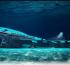 Bahrain launches huge new underwater dive park