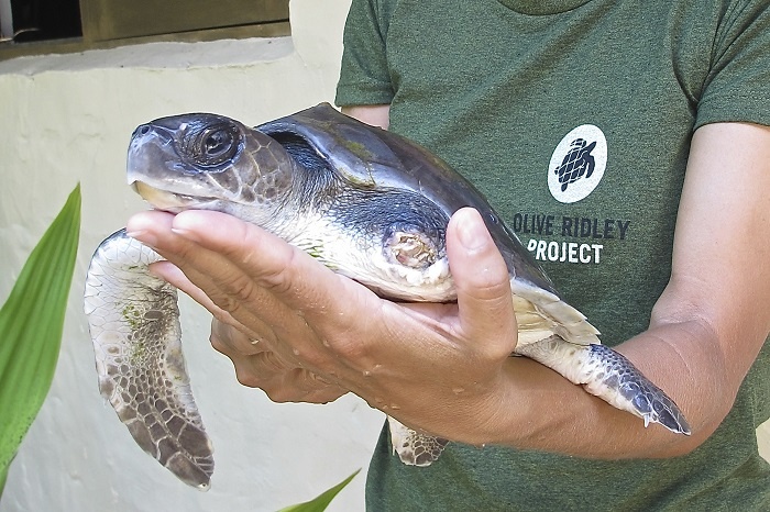 Coco Collection opens Maldives’ first turtle rescue centre
