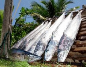 Denis Island in Seychelles remains big game fishing heaven
