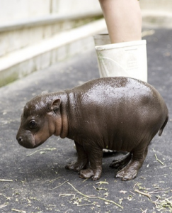Waterloo to get pygmy hippo petting zoo