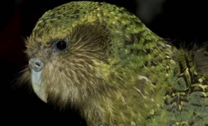 Rare New Zealand parrot to make RWC appearance