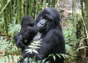 ICTP President honored name new born baby gorilla in Rwanda
