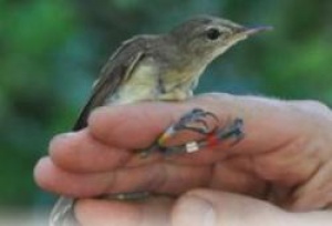 Successful translocation of the Seychelles Warbler