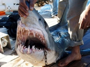 Fatal shark attack in Egypt