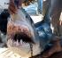 Killer shark may have damaged sensory system