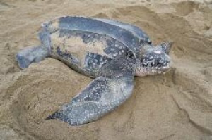 Turtle nest incident on Grande Riviere explained