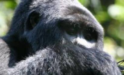 Uganda gorilla safari group promotes through .travel domain name