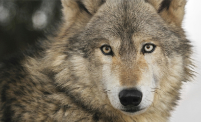 Four Seasons Jackson Hole launches Yellowstone wolf encounter