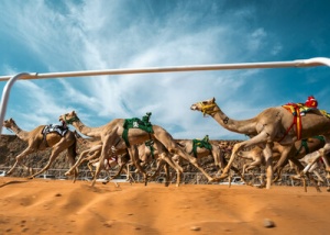 ALULA TO HOST INAUGURAL EDITIONS OF ARAB CUP FOR CAMEL RACING
