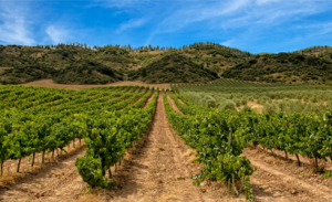 La Rioja to host UNWTO Global Conference on Wine Tourism 2023