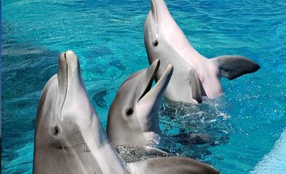 SeaWorld Invites Guests to Celebrate National Dolphin Day with Dolphin Presentations and Experiences