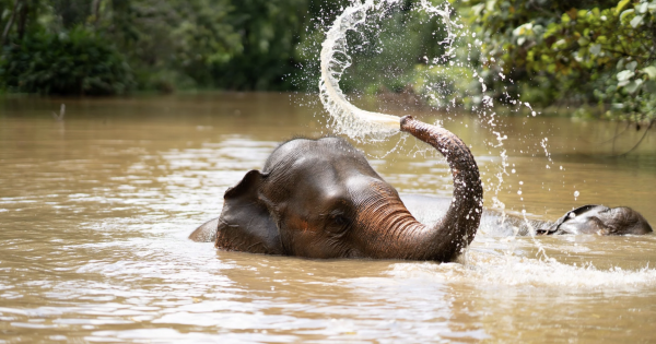 Anantara Golden Triangle Marks World Elephant Day 2026