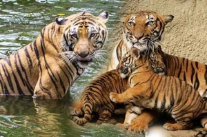 International Tiger Day 2026 9 Incredible Tiger Reserves To Explore In