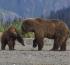Experience Alaska’s Wild Majesty: Bearviewinginalaska.com Unveils Thrilling Bear Watching Adventures