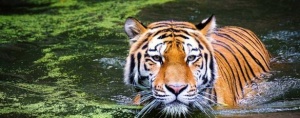 The 12 Best Places to Find Tigers in India
