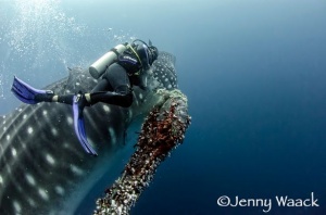 Galapagos Shark Diving Expands Conservation Efforts with New Partnership