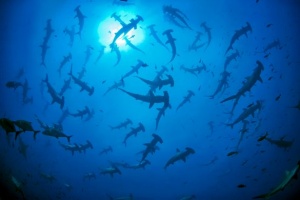 Galapagos Shark Diving Honored with Prestige Award 2024/25 for SCUBA Diving Operator of the Year