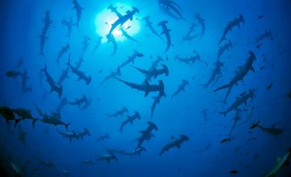 Galapagos Shark Diving Honored with Prestige Award 2024/25 for SCUBA Diving Operator of the Year