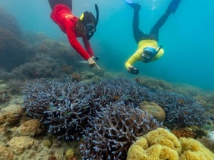 Red Cat Adventures champions reef conservation with pioneering environmental initiatives