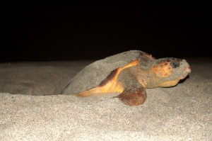 Celebrate Earth Day with Serenity Holidays’Specialist Brands