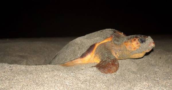 Celebrate Earth Day with Serenity Holidays’Specialist Brands